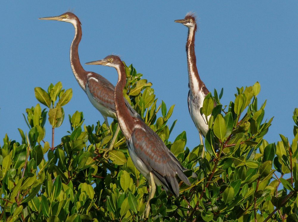 Click to See Next Image